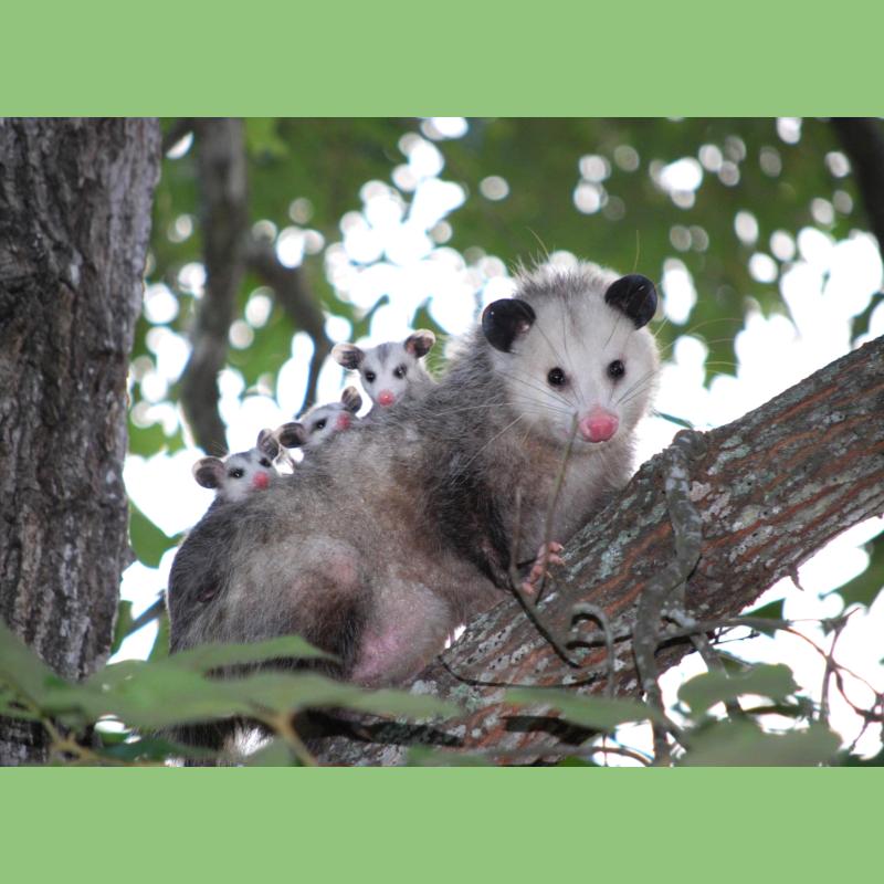 All About Opossums - Mother opossum with three babies on back