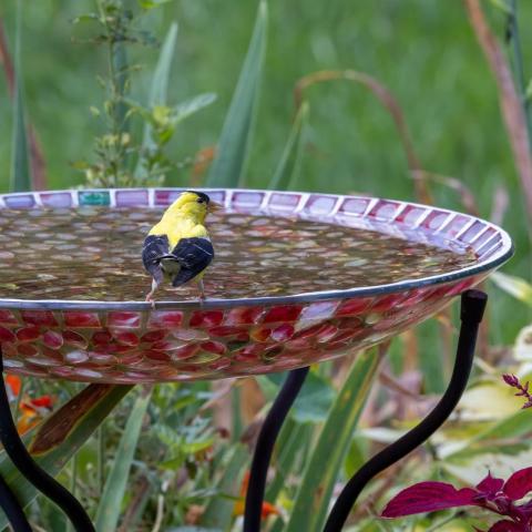 Be a Garden Hero: Wild Birds