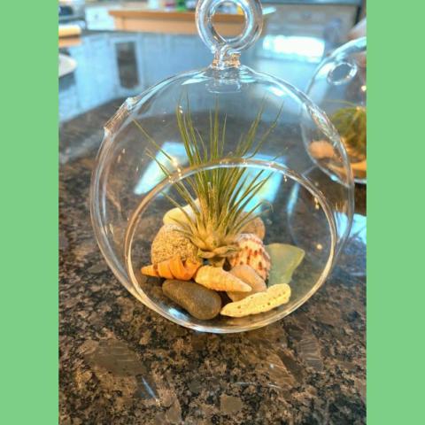 Craft Night: Air Plant Terrarium