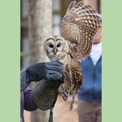 Barred Owl Release 
