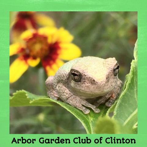 Arbor Garden Club: Gardening With Frog And Toad