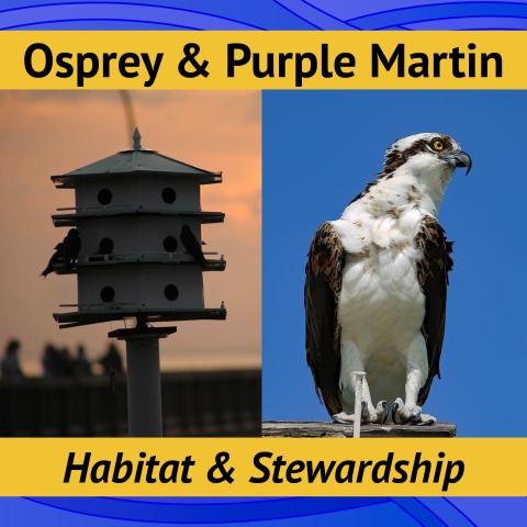 Osprey & Purple Martin Stewardship