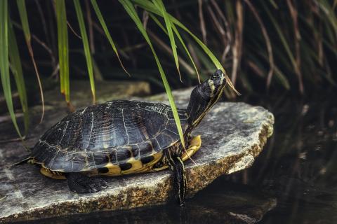 terrapin turtle