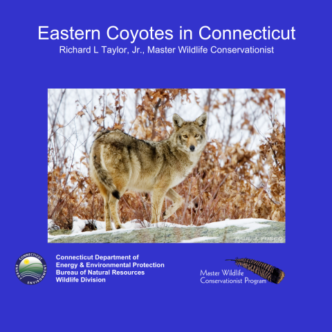 Eastern Coyote of CT