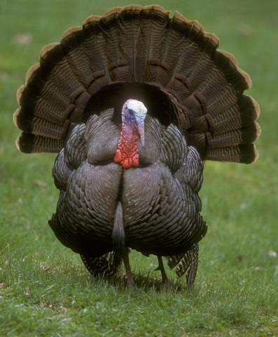 wild turkey