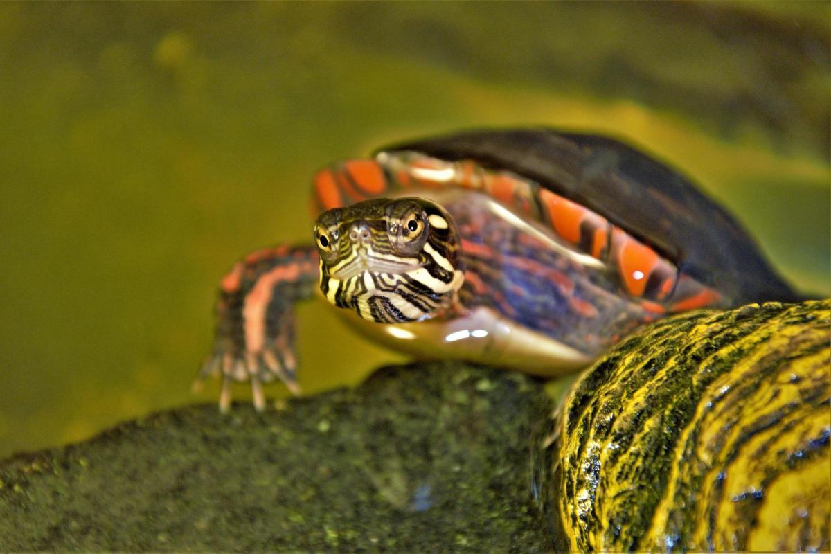 painted turtle