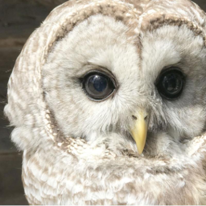 Raptor Encounter - Live Owl