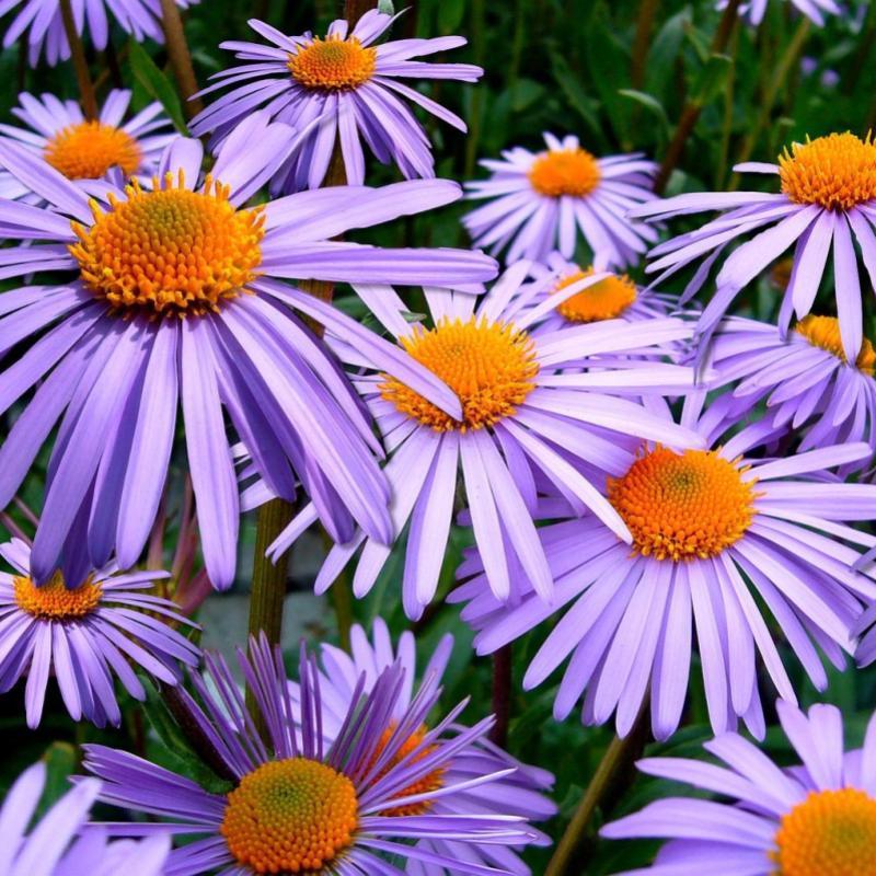 Autumn Wildflowers of CT