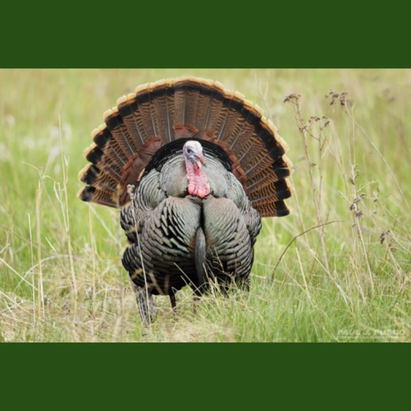 Connecticut's Wild Turkey: Master Wildlife Conservationist Program