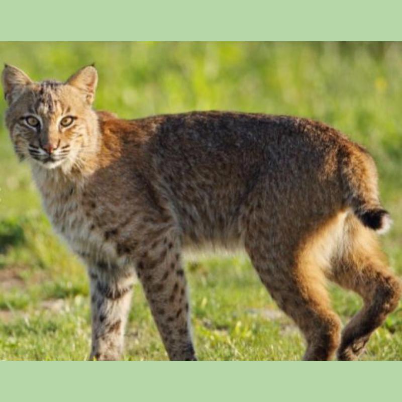 Connecticut's Bobcat