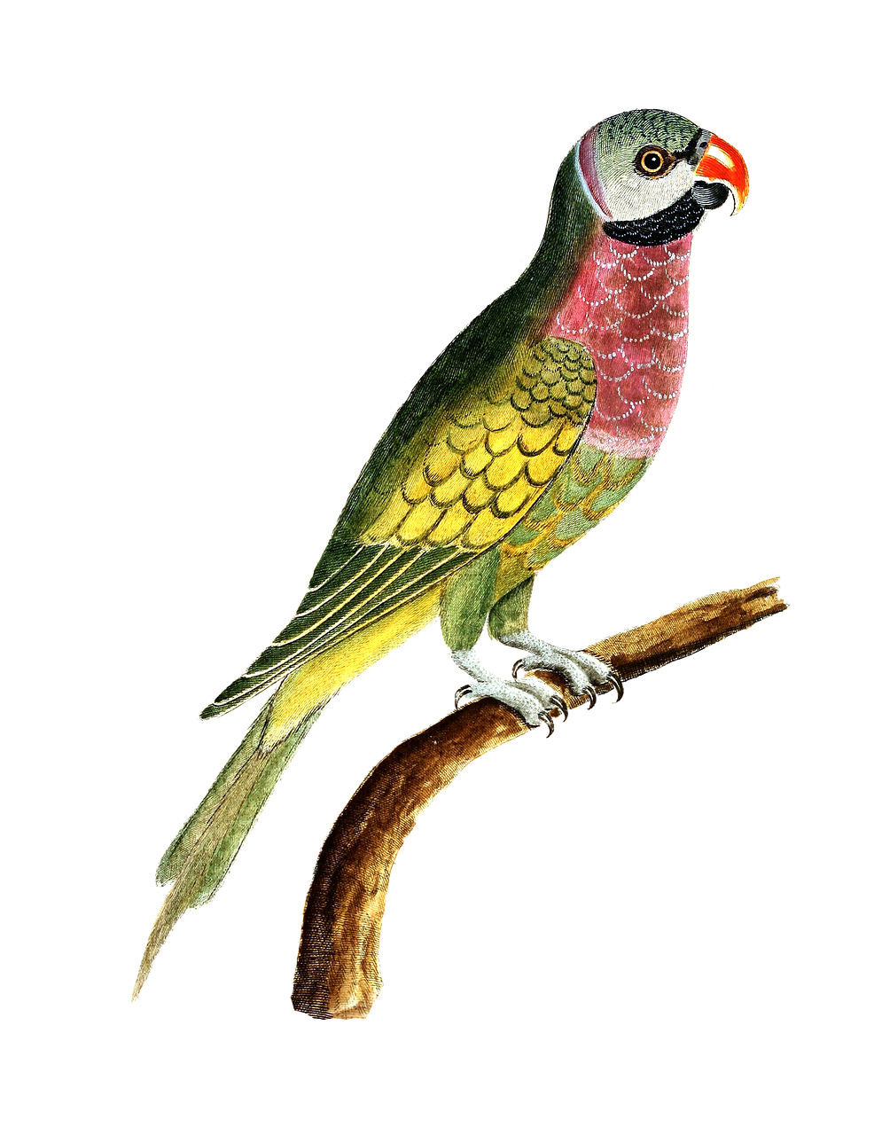 vintage painting of a parrot