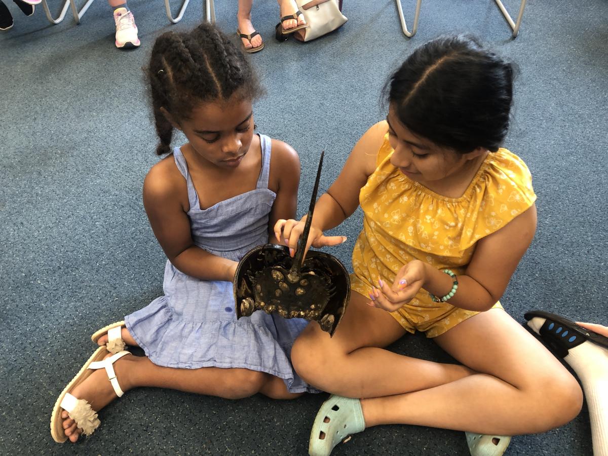 children holding a horseshoe crab 