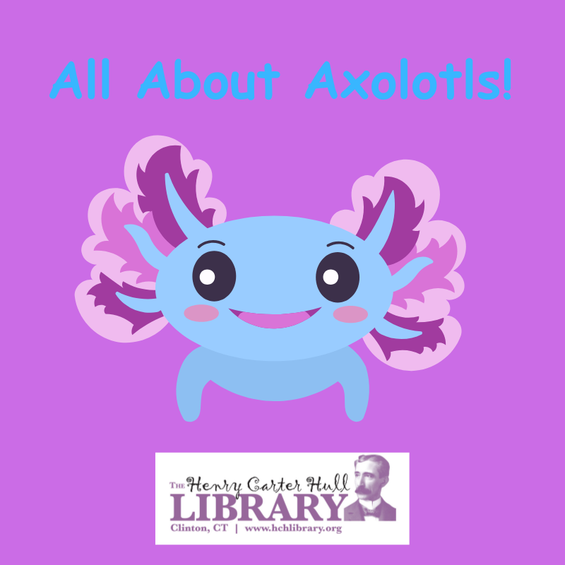 Axolotl graphic 
